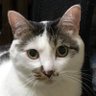 Фото профиля にゃんぽこ