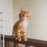 のび子 的头像