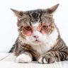Profilbild von Robi