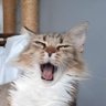 Фото профиля Gatinho bocejando