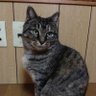 Profilbild von とりもぐ