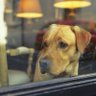 Фото профиля 蛍の光🌟週4空手犬&除脂肪中