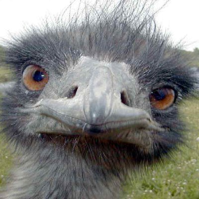 El Choique Perseguido ⭐️⭐️⭐️'s profile picture