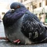 Fat Pigeon's profile picture