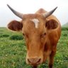 lee simon's profile picture