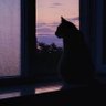 N Max's profile picture