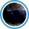 黒猫 (ღ˘⌣˘ღ)'s profile picture