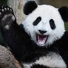Фото профиля mepanda