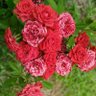Фото профиля Idalia G.