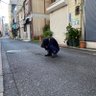 koki profil fotoğrafı