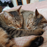 Profilbild von くみ