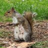 Profilbild von Squirrel
