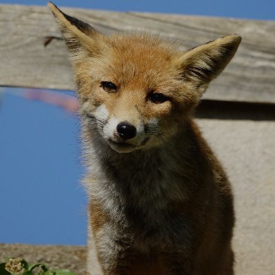 Xavi Noguera's profile picture