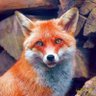 RedFox 的头像
