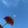 Melin profil fotoğrafı