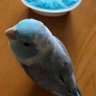 うずらのたまこ's profile picture
