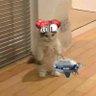 Cris 🐀's profile picture
