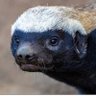 Grand Prairie Honey Badger 的头像