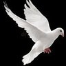 Фото профиля Bird_scorpio