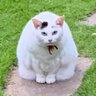 ヘロロ軍曹 profil fotoğrafı
