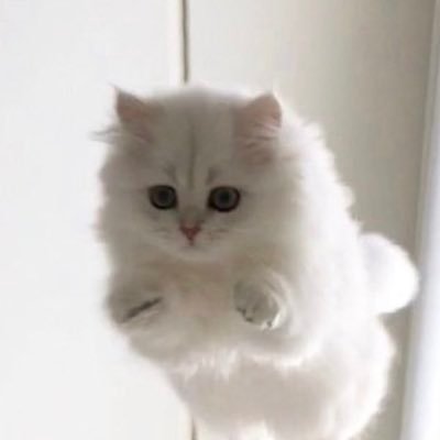 햄사's profile picture