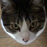 うまねここ 的头像