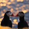 The Political Puffin 🇬🇧 的头像