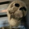 wombo's profile picture