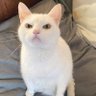 สวีวี่วี profil fotoğrafı