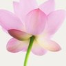 Фото профиля 📚 أم عبد الله🌼