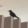 pupilo's profile picture