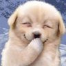 Profilbild von Abu
