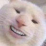 maowmaow's profile picture