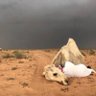 Фото профиля محمد المطيري