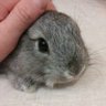 ちょことれい profil fotoğrafı