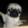 Pug's profile picture