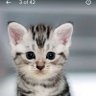 Aster Lupi's profile picture