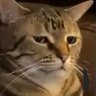 I deadass don't remember my name lol profil fotoğrafı