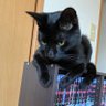 くろねこさん🐈⬛ 🦌🌌 profil fotoğrafı
