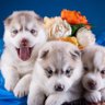 dmytro62 profil fotoğrafı