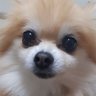 パーちゃん 的头像