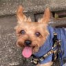 Фото профиля 4.5kヨーキー🐶クウタッタ💩拾う、受け取る★二刀流フンキャッチャーわんぽろキャッチ作ったよ☺️