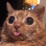 Blepzl 的头像
