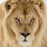 King Bash profil fotoğrafı