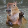 Profilbild von Capibara Roja