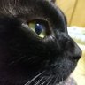 毛玉の散歩's profile picture