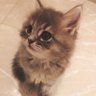 癒ねこ 的头像