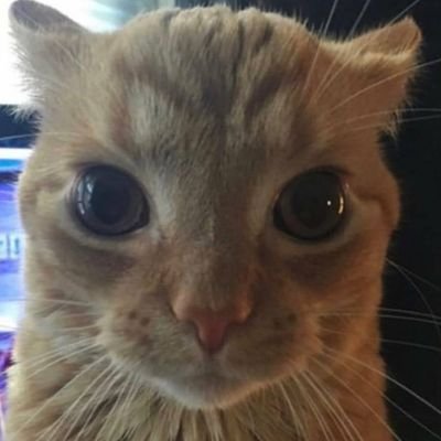 PingAn เอ็นดู น้องอ้วนซนๆ's profile picture