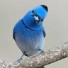 Фото профиля 🇵🇸🇵🇸 🇵🇸 Encik Blue Bird 🇵🇸🇵🇸🇵🇸