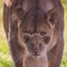 Hakuna Matata's profile picture